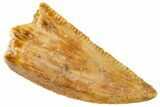 Serrated, Raptor Tooth - Real Dinosaur Tooth #269379-1
